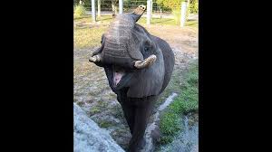 Elephant Escapes Enclosure At Florida Zoo