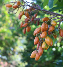 Karaka Trees Fruiting Again Producing