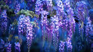 Wisteria Beautiful Flowers In The