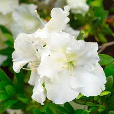 Gal Azalea Gumpo White Flowering Shrub