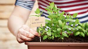 Grow Your Own Herbs Amazing Herb Garden