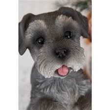 Gift Ltd Sitting Miniature Schnauzer