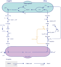 Photosynthesis Respiration And Long