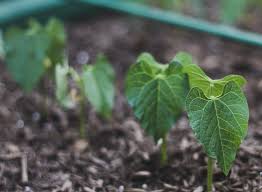 Back To Eden Container Gardening Small