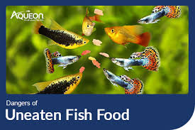 The Dangers Of Uneaten Fish Food
