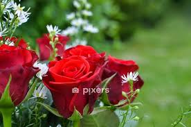 Duvet Cover Red Roses Pixers Uk