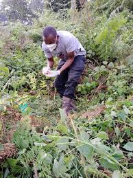 The Gorilla Guardians Of Bwindi Uganda