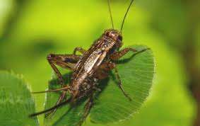Crickets Miche Pest Control