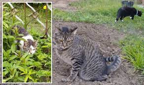 Stop Cats Pooping In Gardens