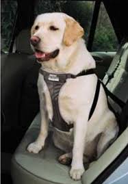 Ancol Car Harness X Large Dog And