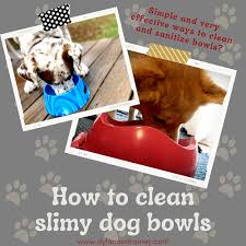 How To Clean Slimy Dog Bowls Dylan
