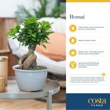 Costa Farms Ficus Bonsai Indoor Plant