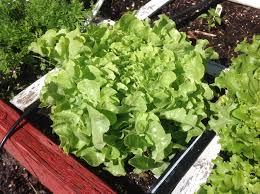 Square Foot Garden Spacing For Lettuce