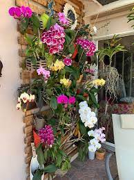 My Mother S Orchid Wall I M Obsessed