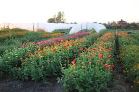 Floret Flowers