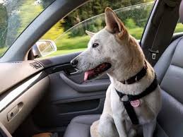How To Travel In The Car With Your Dog