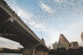 how to see the austin bats under