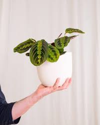 20 Low Light Indoor Plants That Need No