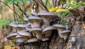 Grow Your Own Oyster Mushrooms For