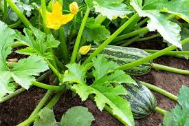 Prevent Squash Vine Borers Naturally