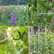 Cucumber Climbing Garden Netting