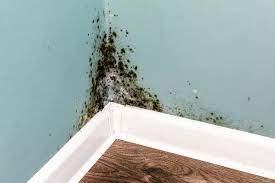Mould To Start Reappearing In Homes