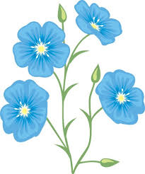 Flax Flower Linseed Vector Images Over