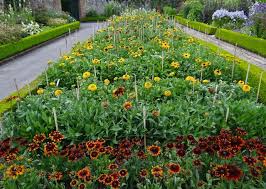 How To Grow Your Own Cut Flower Garden