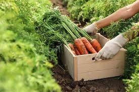 How To Get Into Vegetable Farming Sme