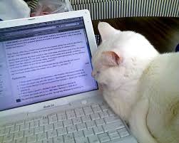 Cats And The Internet Wikipedia