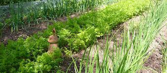 The Vegetable Garden In July Ashwood
