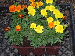 Companion Planting Elgin Nursery