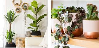 Our Top 10 Trailing Houseplants The