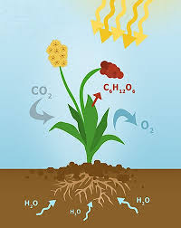 Use Floating Leaf Disks To Study