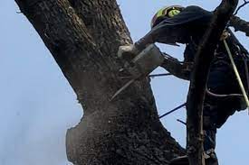 Jl Tree Service Removal T