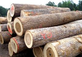poplar wood logs from top