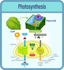 Photosynthesis Equation Images Free