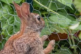 How To Keep Rabbits Out Of The Garden