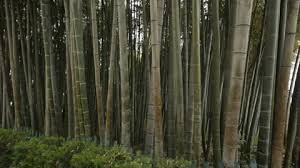Bamboo Tree Stock Footage