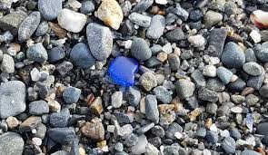 Sea Glass Searching At East Point Beach