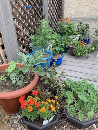 Vegetable Container Garden