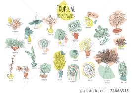Set Of Various Tropical House Plants In
