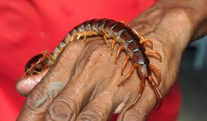 Centipedes In My Home How To Deal With