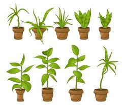 Plant Cartoon Vector Art Icons And
