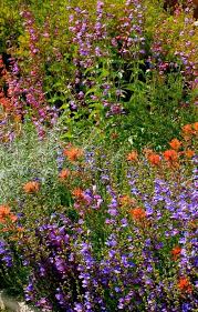 Native Plant Garden In Bakersfield