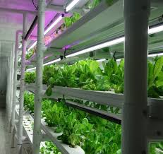 Vertical Farming Attra Sustainable