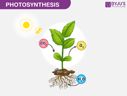 Of Photosynthesis Early Experiments