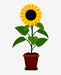 Sunflower Plant In Flower Pot Icon