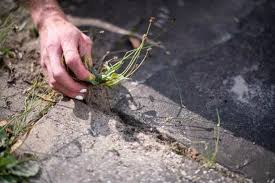 Kill Patio Weeds With Garden Experts