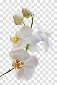 White Orchid Transpa Background Png